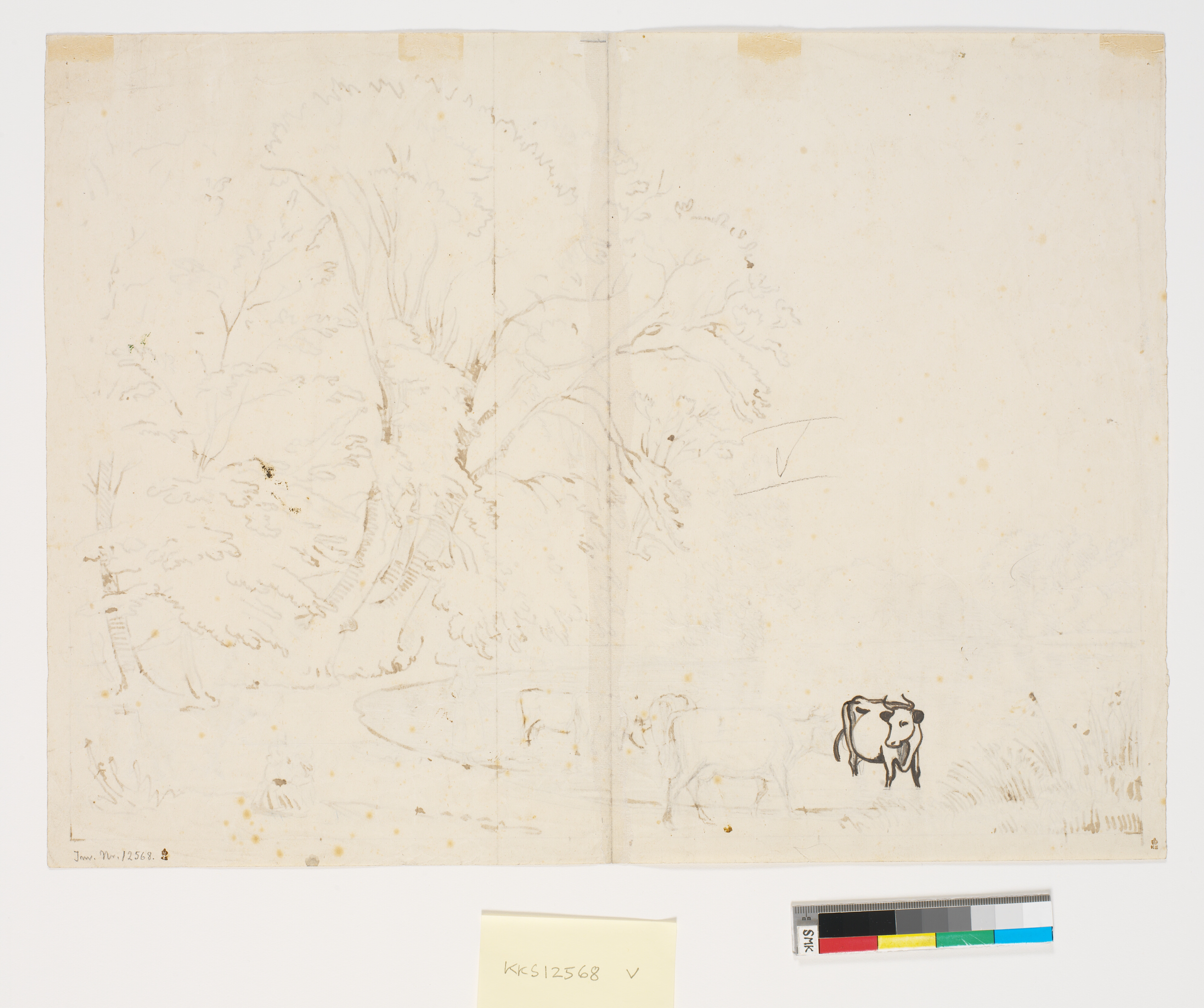 Optegning af køer fra recto